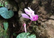 42 Cyclamen (Ciclamini) nella roccia